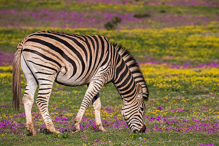 simsearch:841-09256864,k - Plains zebra, Equus quagga, grazing spring flowers, Addo Elephant national park, Eastern Cape, South Africa Photographie de stock - Rights-Managed, Code: 841-09256924