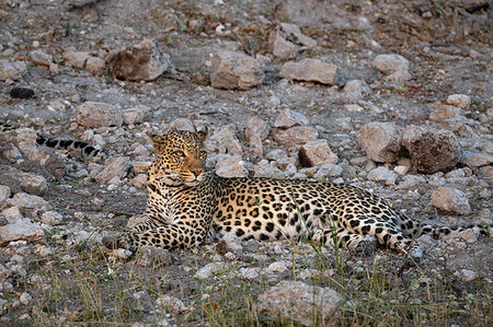 simsearch:841-09135184,k - Leopard, Panthera pardus, female, Chobe national park, Botswana, Southern Africa Foto de stock - Con derechos protegidos, Código: 841-09256934