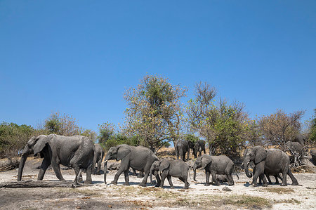 simsearch:841-09135075,k - African elephants, Loxodonta africana,  Chobe national park, Botswana, Southern Africa Photographie de stock - Rights-Managed, Code: 841-09256936