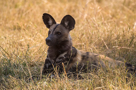 simsearch:841-09135165,k - African wild dog, Lycaon pictus,  Khwai conservancy, Okavango delta, Botswana, Southern Africa Photographie de stock - Rights-Managed, Code: 841-09256939