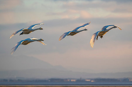 Whooper swans, Cygnus cygnus, in flight, Caerlaverock WWT reserve, Dumfries and Galloway, Scotland, United Kingdom, Europe Stock Photo - Rights-Managed, Code: 841-09256932