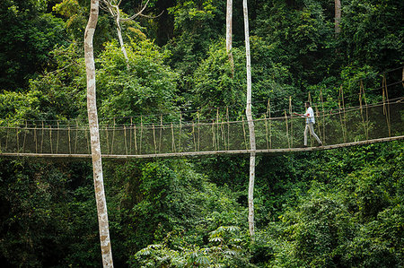 Man walking on Canopy Walkway through tropical rainforest in Kakum National Park, Ghana, Africa Stock Photo - Rights-Managed, Code: 841-09257130