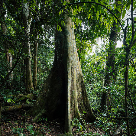 simsearch:841-09257138,k - Kapok Tree, Ceiba Pentandra, in Rainforest of Kakum National Park, Ghana, Africa Fotografie stock - Rights-Managed, Codice: 841-09257141