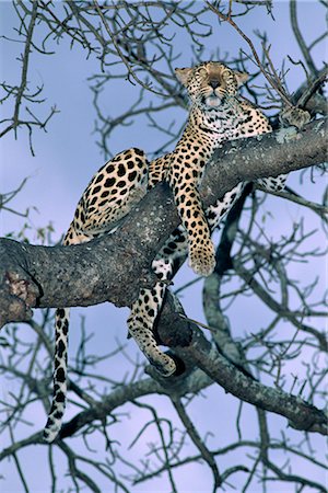 reserva de caza sabi sands - Leopard, Sabi Sands Reserve, South Africa, Africa Foto de stock - Con derechos protegidos, Código: 841-02704043