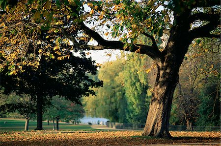 Hyde Park, Londres, Royaume-Uni, Europe Photographie de stock - Rights-Managed, Code: 841-02704114