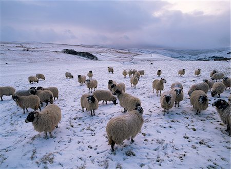sheep winter - Sheep in the Dales in winter, Yorkshire, England, United Kingdom, Europe Stock Photo - Rights-Managed, Code: 841-02704138