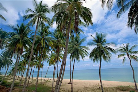 phu quoc - Palm trees and deserted beach on the south side of Phu Quoc island in south west Vietnam, Indochina, Southeast Asia, Asia Foto de stock - Con derechos protegidos, Código: 841-02704404