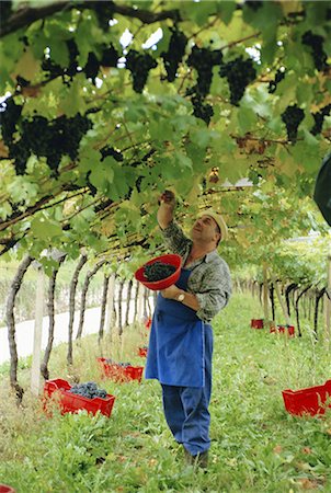 picking grapes - Man picking kabinett grapes at Traminer below Bolzano, Alto Adige, Italy, Europe Stock Photo - Rights-Managed, Code: 841-02704647