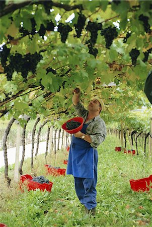 simsearch:841-02703349,k - Cueillette des raisins kabinett à Traminer au-dessous de Bolzano, Alto Adige, Italie, Europe de l'homme Photographie de stock - Rights-Managed, Code: 841-02704647