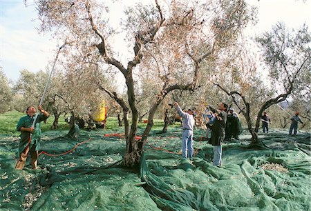 Vibrating the olives from the trees in the olive groves of Marina Colonna, San Martino, Molise, Italy, Europe Stock Photo - Rights-Managed, Code: 841-02704678