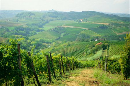 simsearch:841-02704660,k - Typical landscape of vines in the Colli Piacentini, Piacenza, Emilia Romagna, Italy, Europe Foto de stock - Con derechos protegidos, Código: 841-02704671