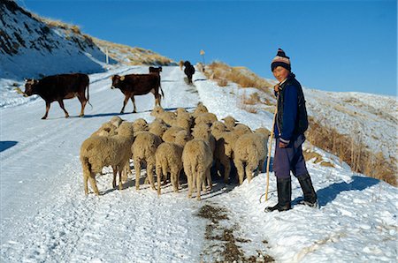 schäfer (männlich) - Hirt mit Schafherde auf einer Straße in der Nähe von Almaty in Kasachstan, Zentralasien, Asien Stockbilder - Lizenzpflichtiges, Bildnummer: 841-02704894