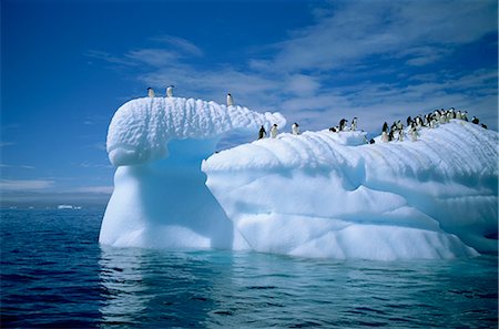pingüino adelia - Adelie penguins on icebergs, Antarctica, Polar Regions Foto de stock - Con derechos protegidos, Código: 841-02704937