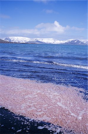essaim - Krill essaim rose cuit par l'activité des fumerolles sur l'île volcanique de l'île de la déception, l'Antarctique, les régions polaires Photographie de stock - Rights-Managed, Code: 841-02704983