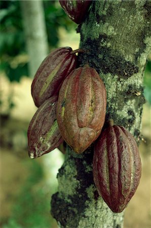 Close-up of cocoa pods on a tree in Sri Lanka, Asia Stock Photo - Rights-Managed, Code: 841-02705060