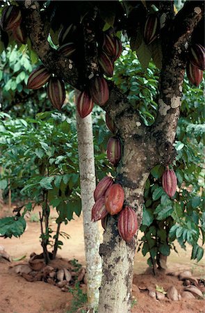 sri lankan agriculture pictures - Cocoa pods on tree, Sri Lanka, Asia Stock Photo - Rights-Managed, Code: 841-02705061