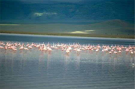simsearch:841-02902004,k - Flamingoes, Serengeti National Park, UNESCO World Heritage Site, Tanzania, East Africa, Africa Foto de stock - Con derechos protegidos, Código: 841-02705074