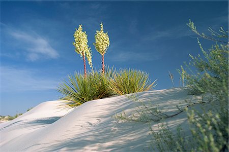 Fleurs de yucca en gypse dunes, White Sands National Monument, au Nouveau-Mexique, États-Unis d'Amérique, l'Amérique du Nord Photographie de stock - Rights-Managed, Code: 841-02705136