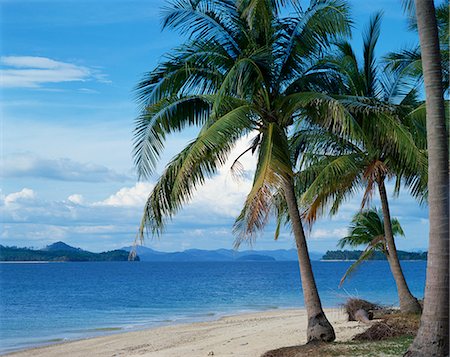 phuket - Palm trees on the beach of Pearl Island, Phuket, Thailand, Southeast Asia, Asia Foto de stock - Con derechos protegidos, Código: 841-02705256