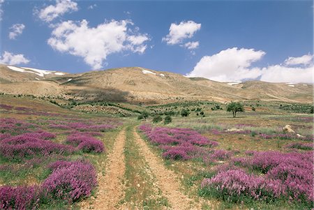 Lavender and spring flowers on the road from the Bekaa Valley to the Mount Lebanon range, Lebanon, Middle East Stock Photo - Rights-Managed, Code: 841-02705809