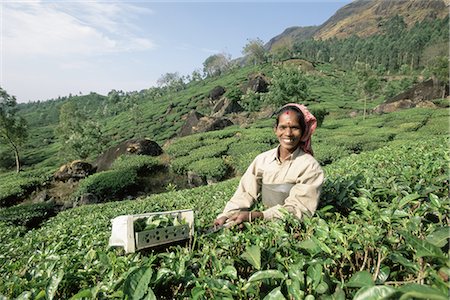 simsearch:841-03507870,k - Portrait of a woman picking tea in a tea plantation, Munnar, Western Ghats, Kerala state, India, Asia Foto de stock - Direito Controlado, Número: 841-02705814