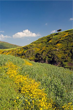 simsearch:841-02918767,k - Collines verdoyantes et Meskel jaune fleurs, Parc National du Simien, l'Afrique du Nord, l'Éthiopie, Photographie de stock - Rights-Managed, Code: 841-02705885
