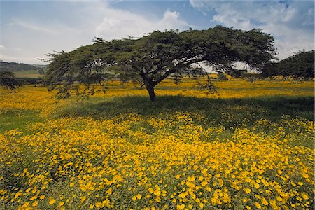 ethiopian flowers - Acacia tree and yellow Meskel flowers in bloom after the rains, Green fertile fields, Ethiopian Highlands near the Simien mountains and Gonder, Ethiopia, Africa Stock Photo - Rights-Managed, Code: 841-02705892