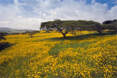 simsearch:841-02946127,k - Acacia tree and yellow Meskel flowers in bloom after the rains, Green fertile fields, Ethiopian Highlands near the Simien mountains and Gonder, Ethiopia, Africa Fotografie stock - Rights-Managed, Codice: 841-02705893