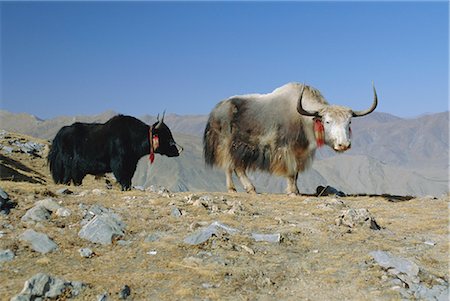 Two yaks in the mountains, Tibet, China Foto de stock - Con derechos protegidos, Código: 841-02705932