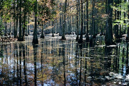 Cypress swamp, Cypress Gardens, North Charleston, South Carolina, United States of America Stock Photo - Rights-Managed, Code: 841-02706734