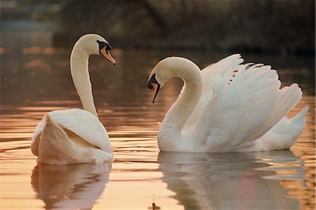 swan not waterfowl - Two swans on water Stock Photo - Rights-Managed, Code: 841-02706753