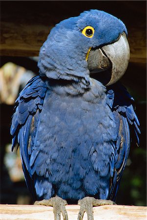 Macaw of Amazonia, Brazil, South America Foto de stock - Con derechos protegidos, Código: 841-02706789