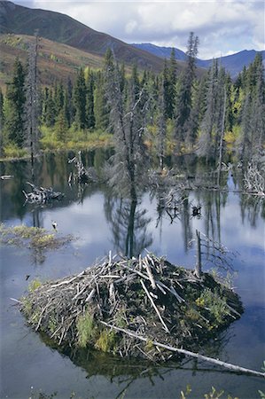 Beaver lodge dans l'étang de retenue, des monts Ogilvie, Yukon, Canada, Amérique du Nord Photographie de stock - Rights-Managed, Code: 841-02706805