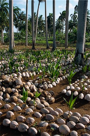 propagate - Sprouting coconuts and coconut palms on a plantation at Baracoa, Oriente, Cuba, West Indies, Central America Stock Photo - Rights-Managed, Code: 841-02706825