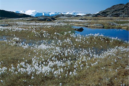 Cottongrass, with icebergs beyond, Stermermiut Valley, Ilulissat, west coast, Iceland, Polar Regions Stock Photo - Rights-Managed, Code: 841-02706865