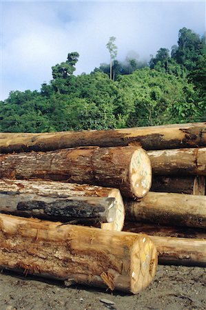 Logging in the rain forest, hardwood awaiting river transport, Limbang River, Sarawak, island of Borneo, Malaysia Foto de stock - Con derechos protegidos, Código: 841-02706874