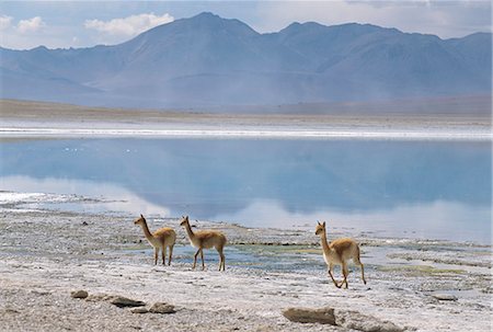 simsearch:841-02916952,k - Wild vicunas on borax mineral flats, Laguna Verde, with mineral flat margin, Southwest Highlands, Bolivia, South America Stock Photo - Rights-Managed, Code: 841-02706957