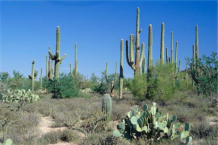 Saguaro organ pipe cactus et figue de barbarie cactus Saguaro National Monument, Tucson, Arizona, États-Unis d'Amérique, l'Amérique du Nord Photographie de stock - Rights-Managed, Code: 841-02707002