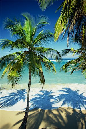 simsearch:841-02715600,k - Palm trees on tropical beach, Dominican Republic, West Indies, Caribbean, Central America Stock Photo - Rights-Managed, Code: 841-02707022