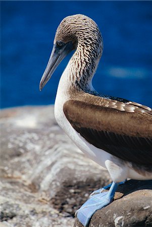 Close-up of a blue-footed booby, South Seymour Island, Galapagos Islands Foto de stock - Con derechos protegidos, Código: 841-02707387