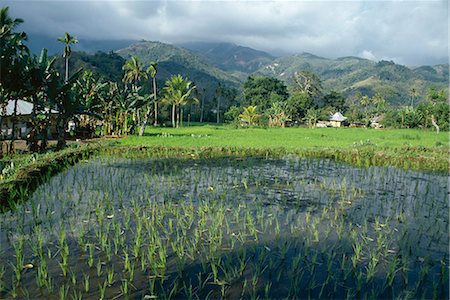 Rice paddy fields, Moni, island of Flores, Indonesia, Asia Stock Photo - Rights-Managed, Code: 841-02707394