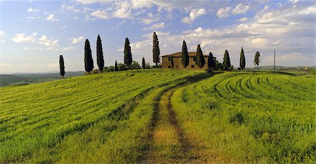 simsearch:841-02920817,k - Farmhouse and cypress trees near Pienza, Tuscany, Italy, Europe Foto de stock - Con derechos protegidos, Código: 841-02707610