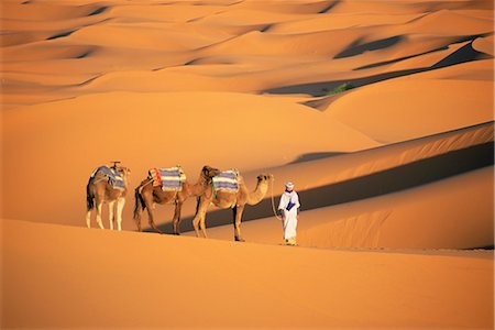 sahara camel - Camel guide and camels, rolling sand dunes of the Erg Chebbi dune sea, Sahara Desert, near Merzouga, Morocco, North Africa, Africa Stock Photo - Rights-Managed, Code: 841-02707640