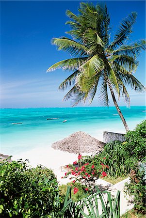 Découvre à travers les palmiers vers la plage et l'océan Indien, Jambiani, île de Zanzibar, Tanzanie, Afrique de l'est, Afrique Photographie de stock - Rights-Managed, Code: 841-02707657