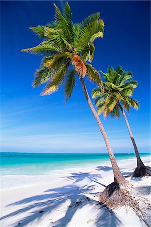 Palm tree, white sand beach and Indian Ocean, Jambiani, island of Zanzibar, Tanzania, East Africa, Africa Stock Photo - Rights-Managed, Code: 841-02707662