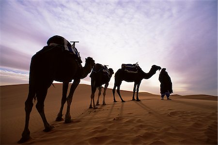simsearch:851-02963600,k - Berber camel leader with three camels in Erg Chebbi sand sea, Sahara Desert, near Merzouga, Morocco, North Africa, Africa Stock Photo - Rights-Managed, Code: 841-02707688