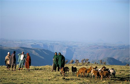 shepherd with goats - Shepherds at Geech Camp, Simien Mountains National Park, UNESCO World Heritage Site, Ethiopia, Africa Stock Photo - Rights-Managed, Code: 841-02707887