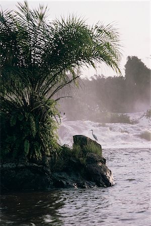 simsearch:841-02920007,k - Chutes de la Lobe, Kribi, west coast, Cameroun, Afrique Photographie de stock - Rights-Managed, Code: 841-02707895