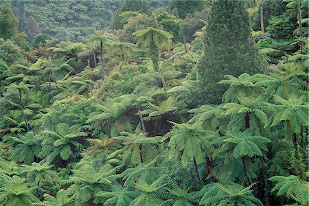 Punga, fougères arborescentes, dans la brousse, District de Wanganui, Pacifique, Taranaki, North Island, Nouvelle-Zélande Photographie de stock - Rights-Managed, Code: 841-02708496
