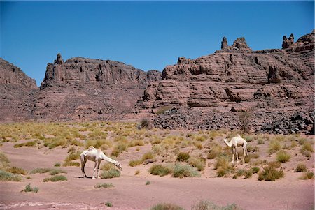 sahara camel - Camels, near the edge of the Fadnoun Plateau, Sahara Desert, Algeria, North Africa, Africa Stock Photo - Rights-Managed, Code: 841-02708549